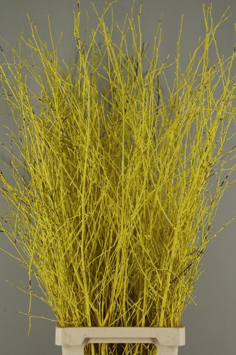 <h4>Betula Bs Paint Yellow</h4>