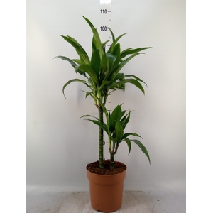 Dracaena frag. 'Janet Craig'