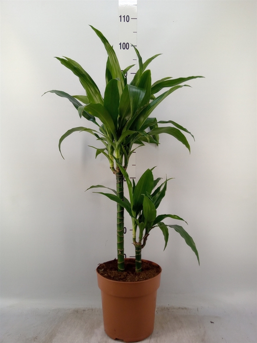 <h4>Dracaena frag. 'Janet Craig'</h4>