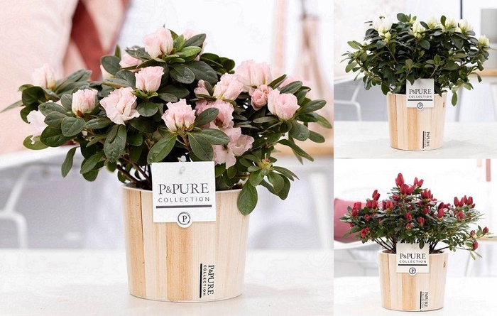 <h4>1st class Azalea mix in P&PURE Wood 5</h4>