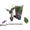 Alocasia Portodora