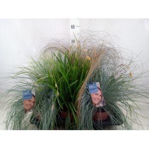 Siergras   ...              [Grass]