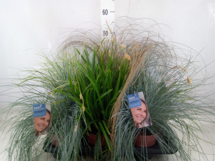 <h4>Siergras   ...              [Grass]</h4>