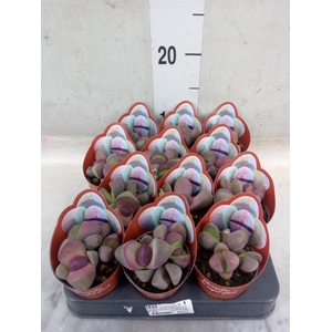 Lithops sp.