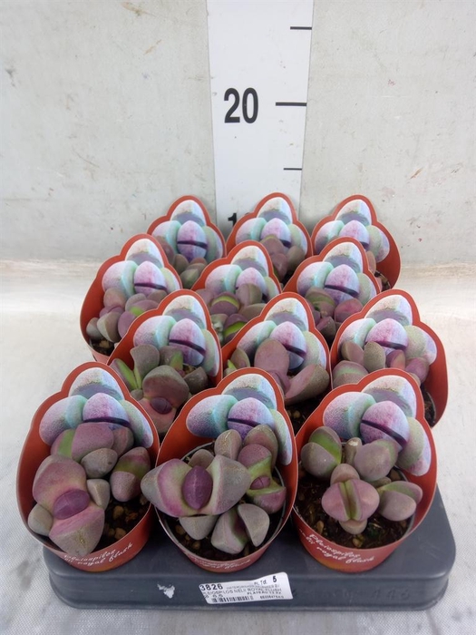 <h4>Lithops sp.</h4>