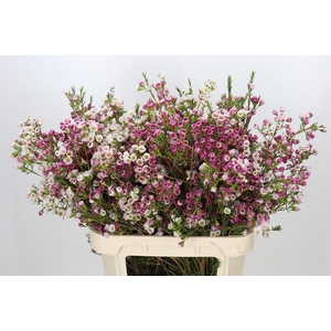 Chamelaucium Leilani
