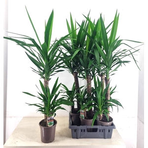 YUCCA