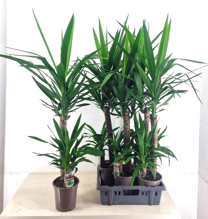 <h4>YUCCA</h4>