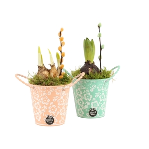 11641: Outdoor spring arrangement