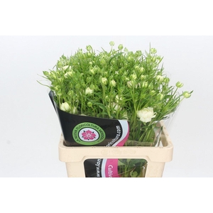 Ranunculus Moderna Galaxy