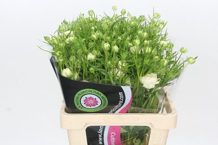 <h4>Ranunculus Moderna Galaxy</h4>