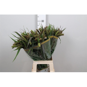 Setaria It Red Jewel