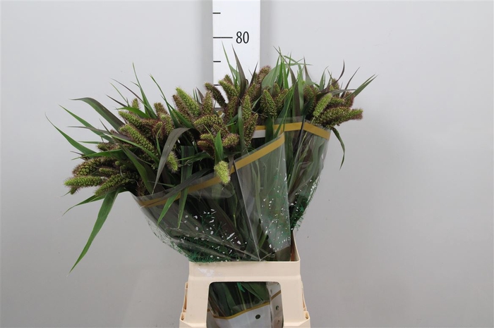 <h4>Setaria It Red Jewel</h4>