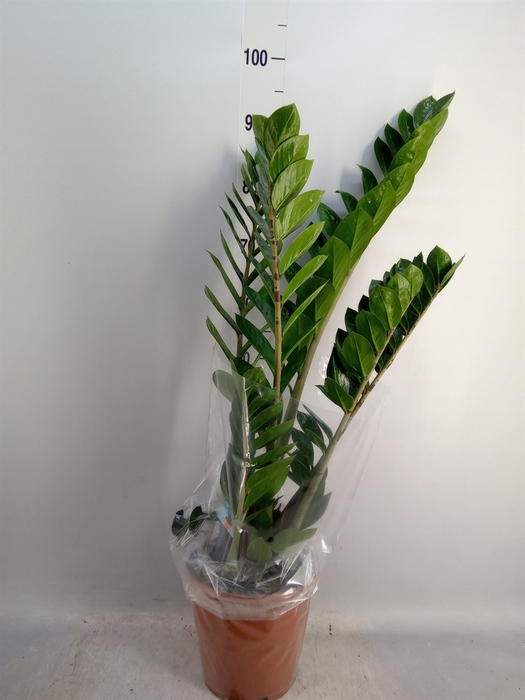 <h4>Zamioculcas zamiifolia</h4>