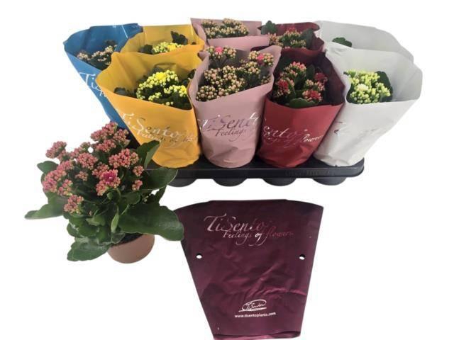 <h4>KAL GE GEM 5 KL</h4>