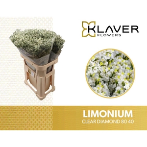Limonium Clear Diamond Klaver
