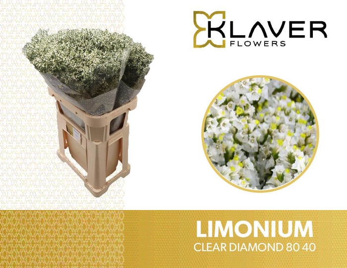<h4>Limonium Clear Diamond Klaver</h4>