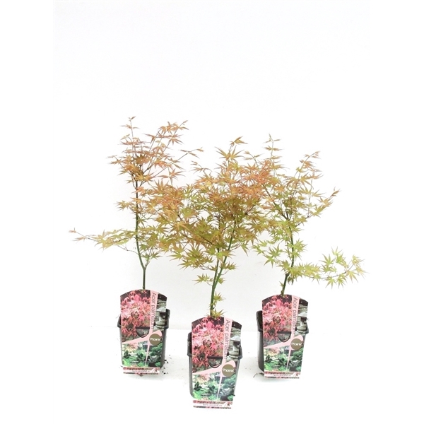 <h4>Acer palmatum 'Phoenix' P19 Full CC</h4>