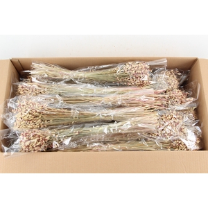 DF Briza Nat. White Bs 75g