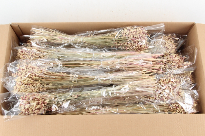 <h4>DF Briza Nat. White Bs 75g</h4>