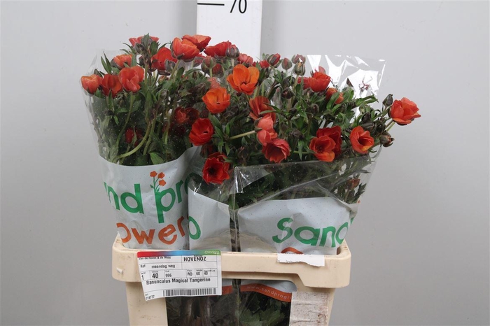 <h4>Ran Magical Tangerine</h4>