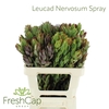 Leucad Nervosum Spray