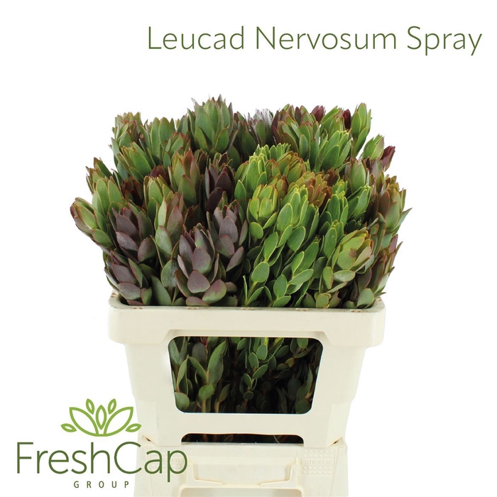 <h4>Leucad Nervosum Spray</h4>