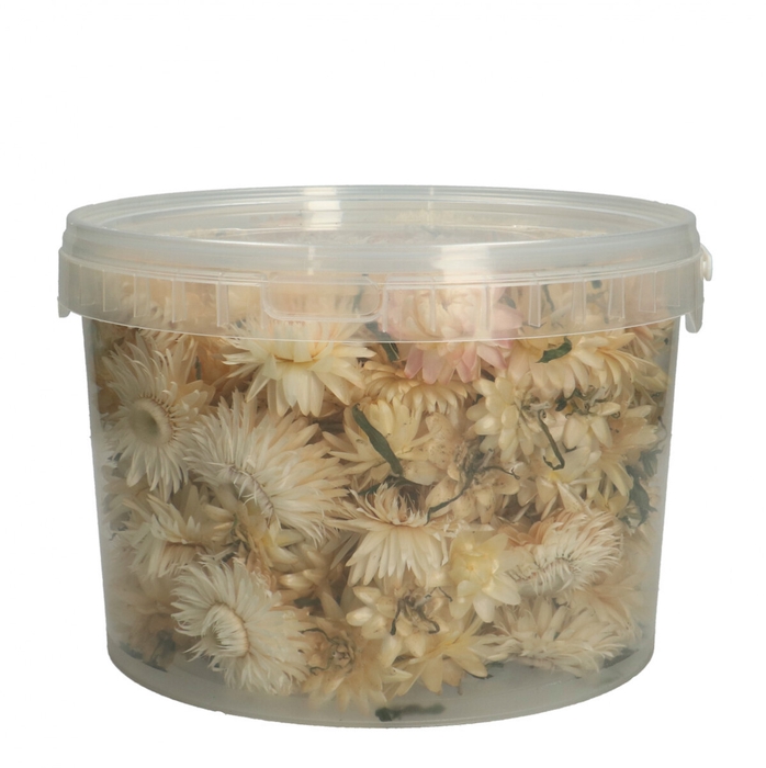 <h4>Droogbloem Helichryseum head 100g</h4>