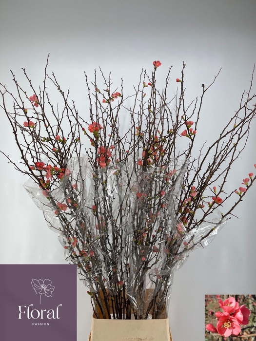 <h4>CHAENOMELES SUPERBA</h4>