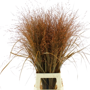 Siergr Klb Orange