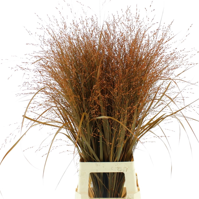 <h4>Siergr Klb Orange</h4>