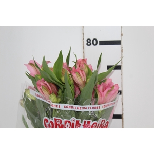 ALSTROEMERIA PRIMADONNA 080 CM