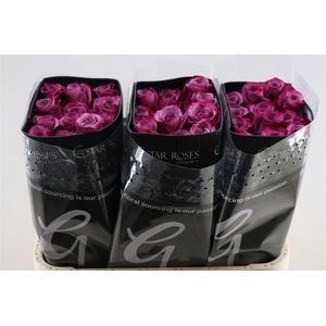 R Gr Violet Hill+