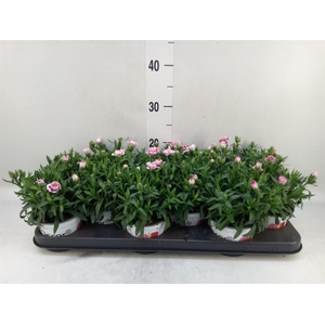 Dianthus  'Oscar Purple Wings'