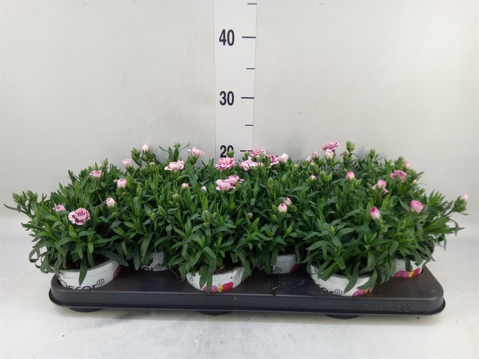 <h4>Dianthus  'Oscar Purple Wings'</h4>