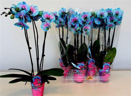 <h4>Phal Wonder Of Nature 3 Branches 21+</h4>