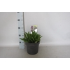 vaste planten 19 cm  Verbena venosa Rigida