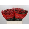 Hypericum True Romance