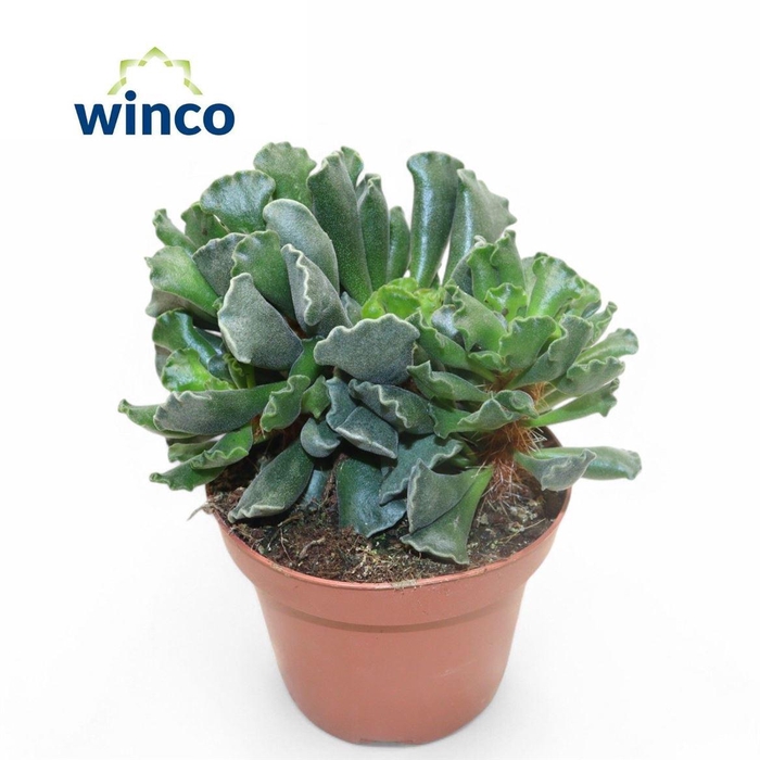 <h4>Adromischus maculatus</h4>