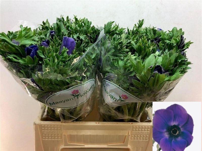 <h4>ANEM CO GALIL BLAUW#</h4>