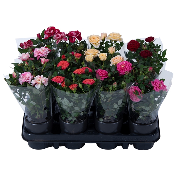 <h4>Nolina Roses Ø 7 cm Mix Anthracite ceramics</h4>