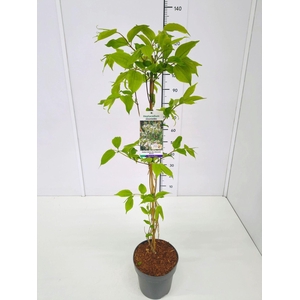 Heptacodium miconioides