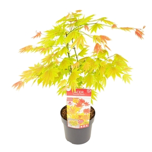 Acer shirasawanum 'Moonrise' ® PREMIUM