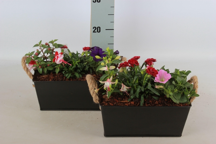 <h4>ARR TUINPLANTEN</h4>