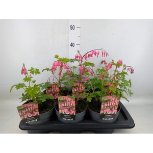 Dicentra spectabilis