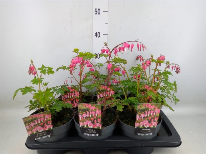 <h4>Dicentra spectabilis</h4>