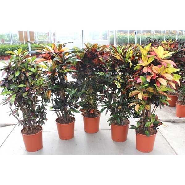 <h4>Codiaeum variegatum grootbladig gemengd</h4>