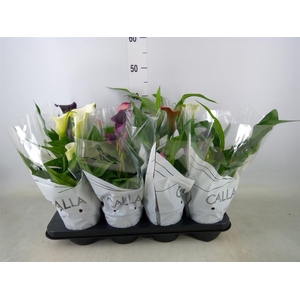 Zantedeschia   ...mix