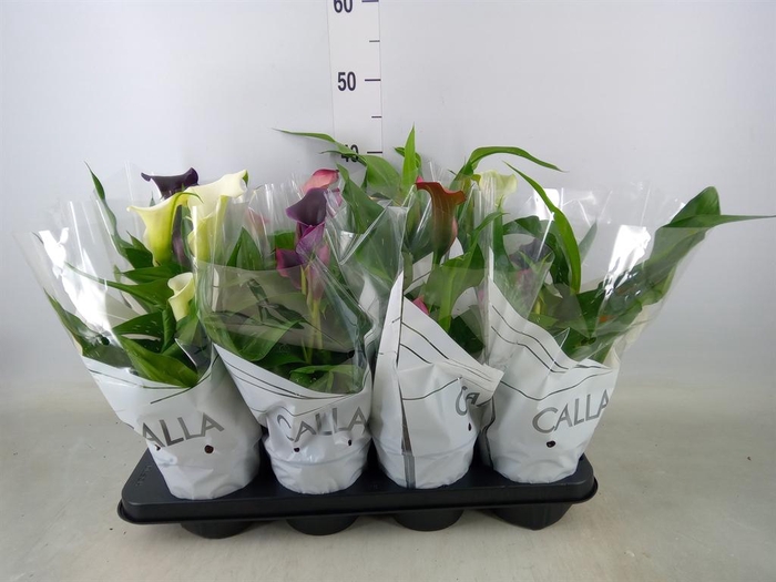 <h4>Zantedeschia   ...mix</h4>