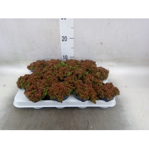 Sedum album 'Murale'